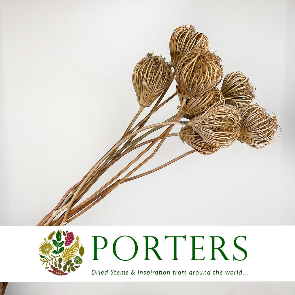 Ammi &#39;Dill&#39; (Natural) (DRY) 45-55cm (x5)