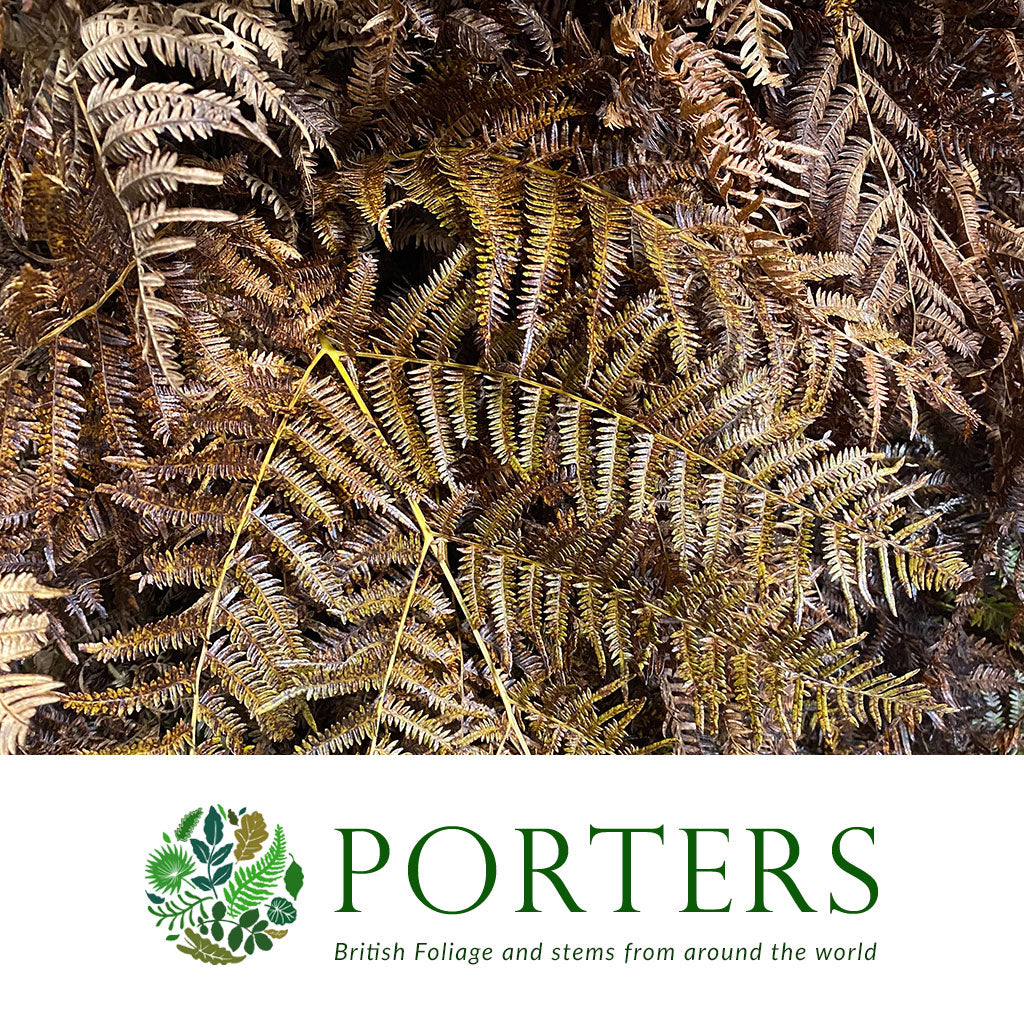 Fern &#39;Bracken&#39; (Wild) (Brown)