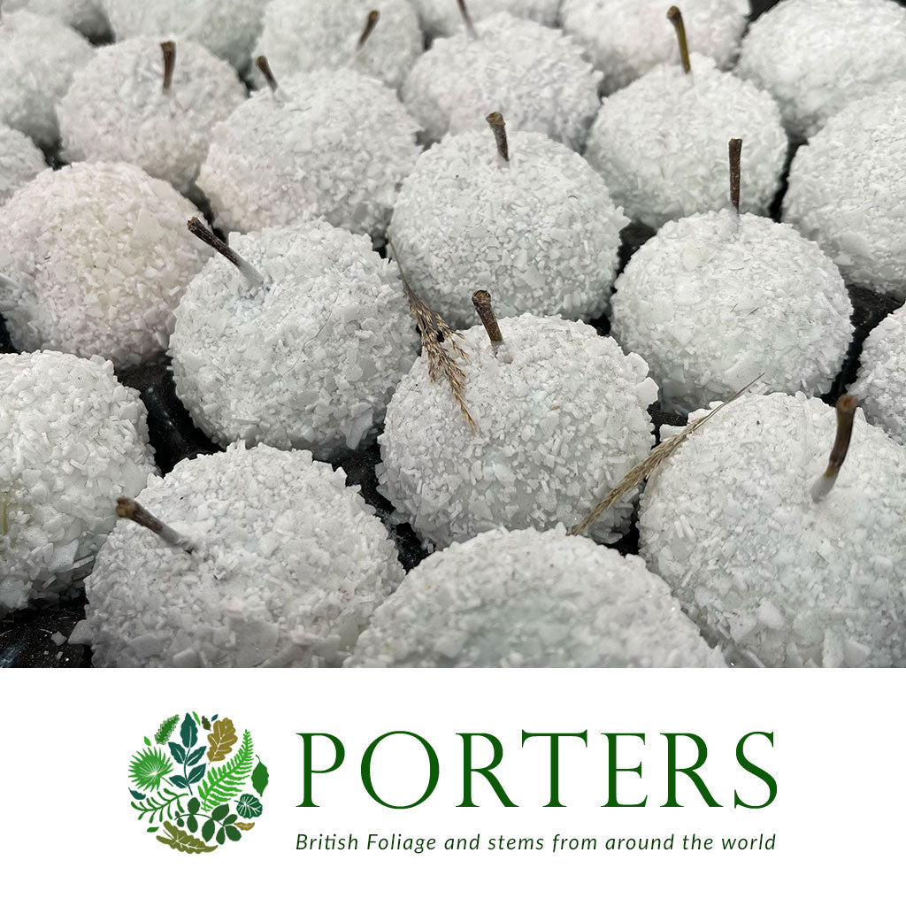 Waxed &#39;Apples&#39; (Snow) Tray (x30)