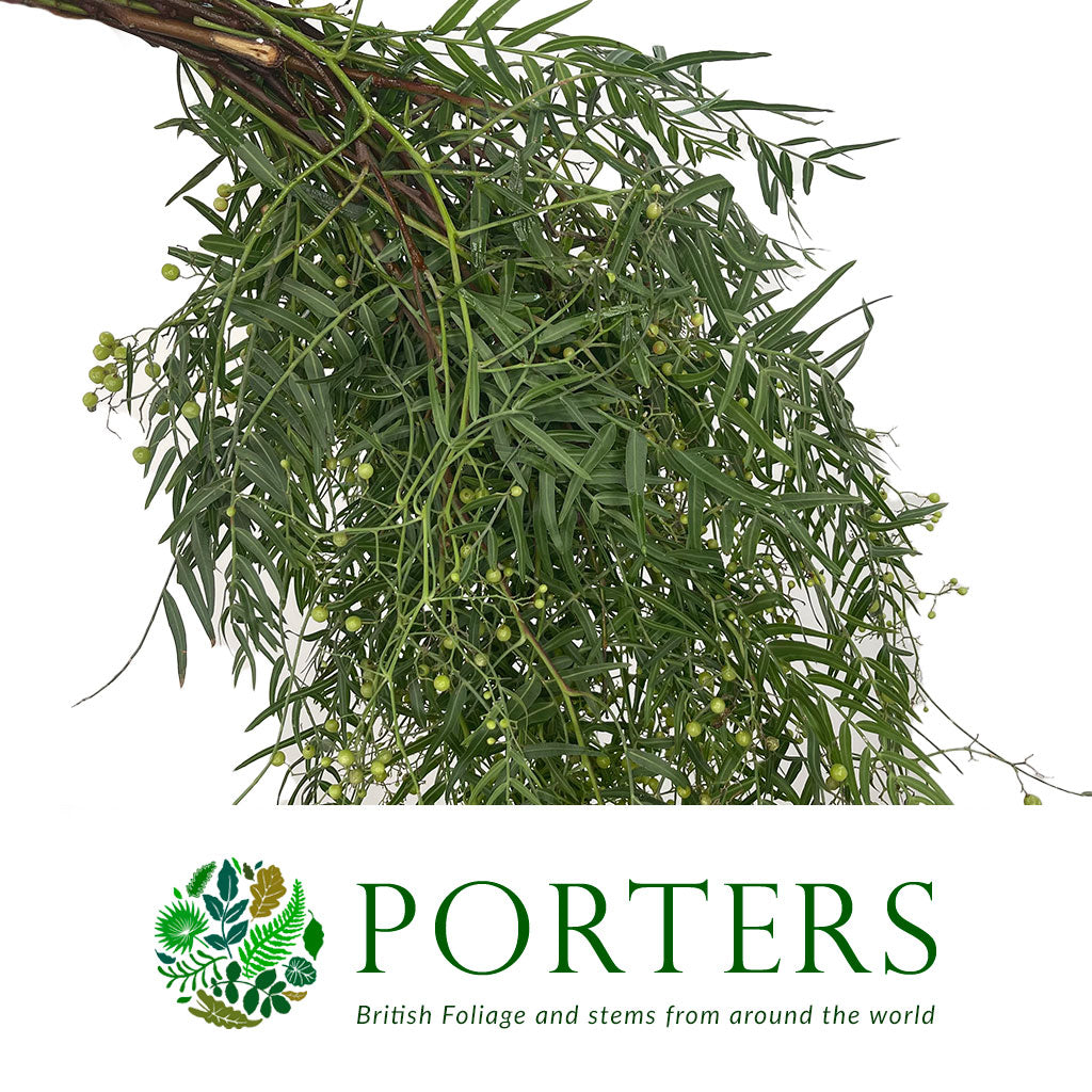 Pepper &#39;Foliage&#39; (300g)