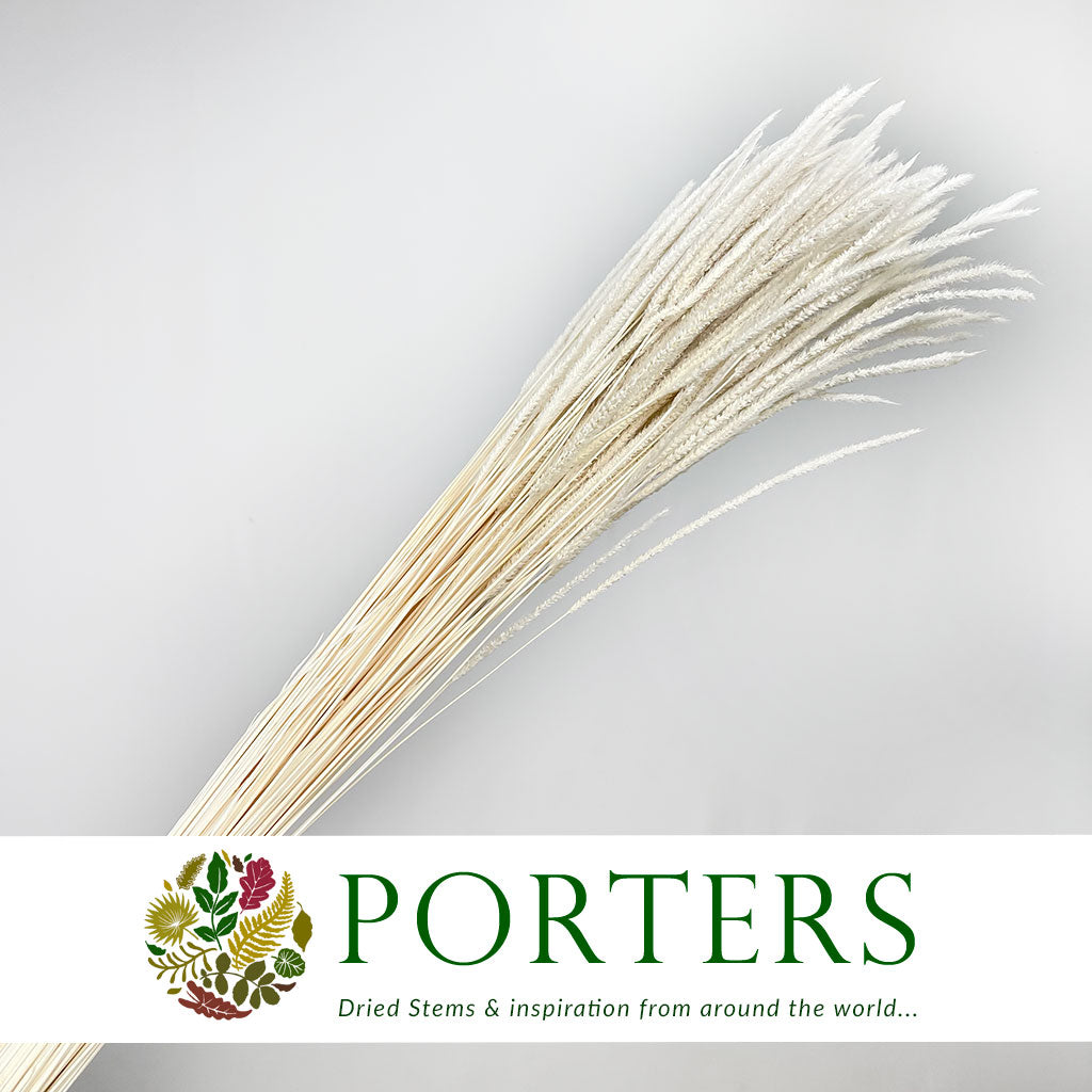 Grass &#39;Blades&#39; (Bleached) (DRY) (100g)