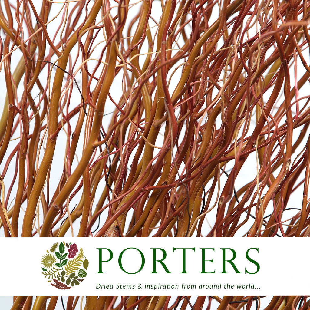 Salix &#39;Golden Curls&#39; (Various Lengths)