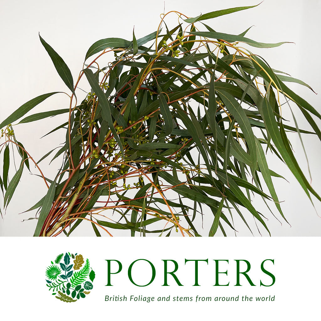 Eucalyptus &#39;Exotica&#39; (300g)