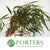 Eucalyptus 'Exotica' (300g)