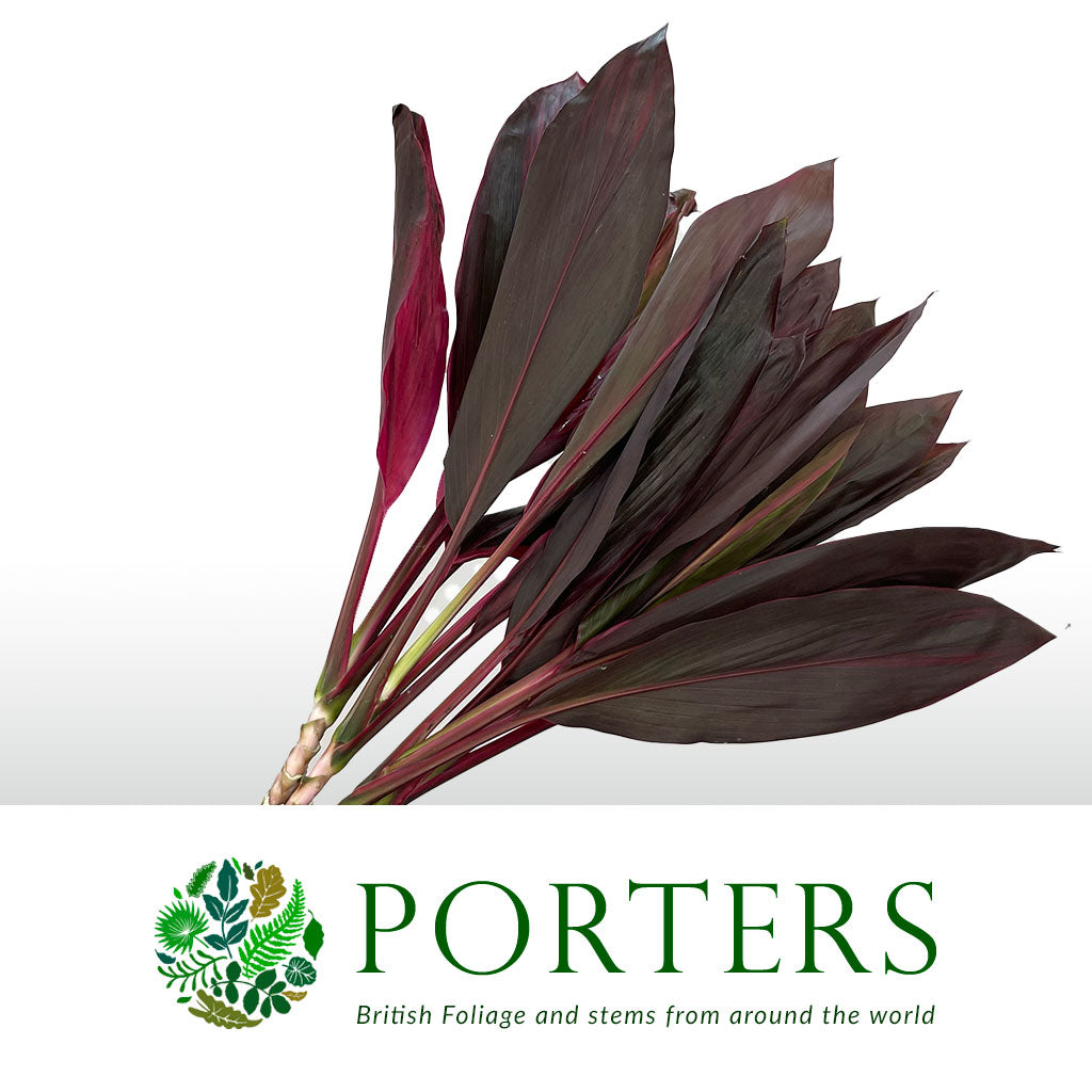 Cordyline Tips &#39;Red Top&#39; 55cm (x5)