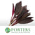 Cordyline Tips 'Red Top' 55cm (x5)
