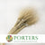 Stipa pennata "European Feather Grass" 70cm (Natural)