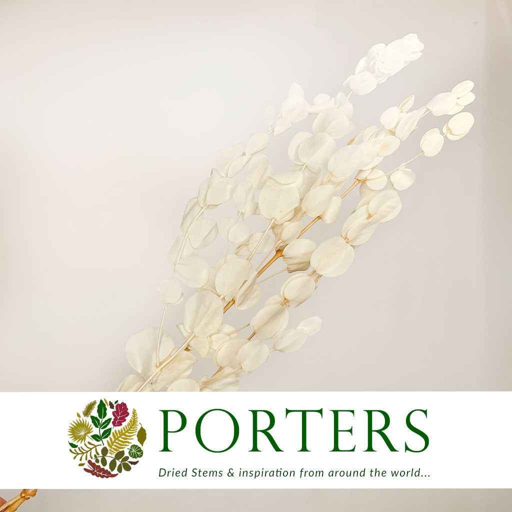 Eucalyptus &#39;Cineria&#39; (Bleached) (DRY)
