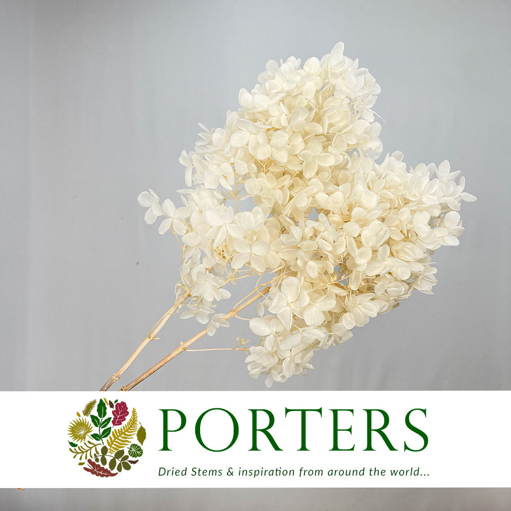 Hydrangea Flower (x2) (Bleached) (DRY)