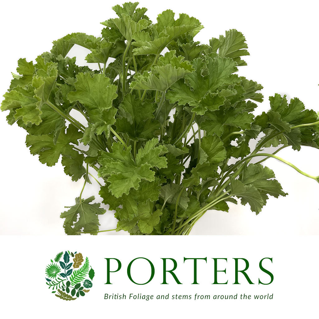 Geranium Scented E (x10)