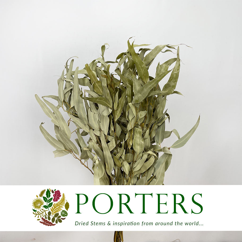Eucalyptus &#39;Willow&#39; (Natural) (DRY) 55cm