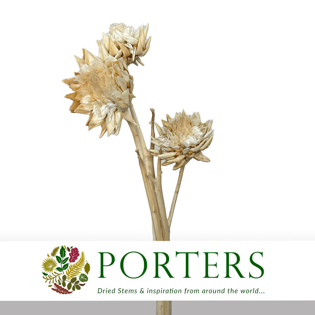 Artichoke (Bleached) 1.2-1.5m (DRY) (per stem)
