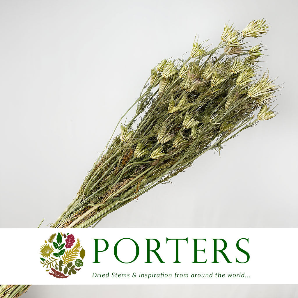 Nigella &#39;Orientalis&#39; (DRY)
