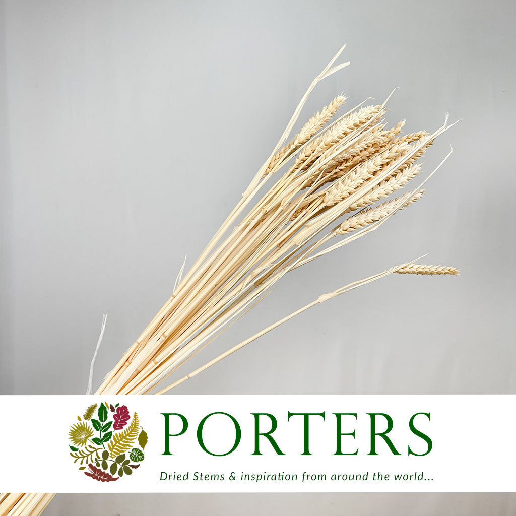 Grass &#39;Wheat&#39; (Blonde) (DRY)