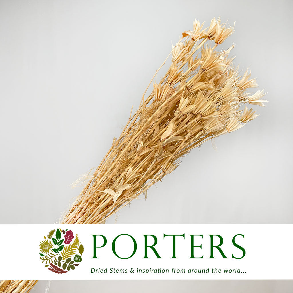 Nigella &#39;Orientalis&#39; (Bleached) (DRY)