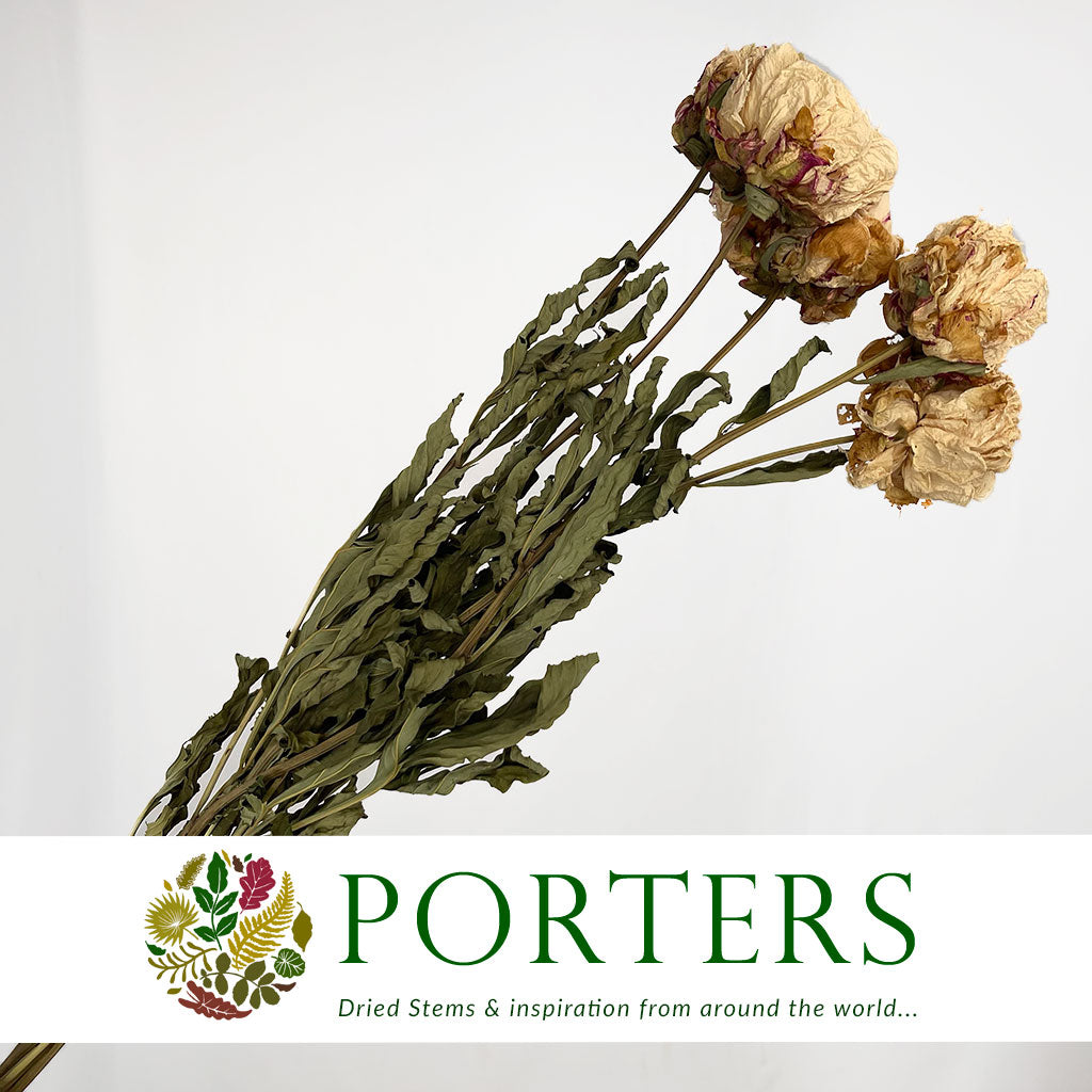 Peony White Dry 50cm (x5st)