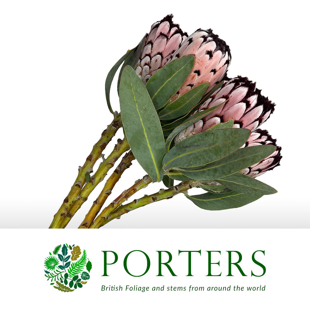 Protea &#39;Barbigera&#39; (Didi) 50cm (Per Stem)