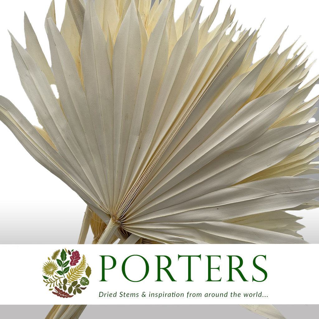 Palm &#39;Fan Palm&#39; (Bleached) DRY (x10)