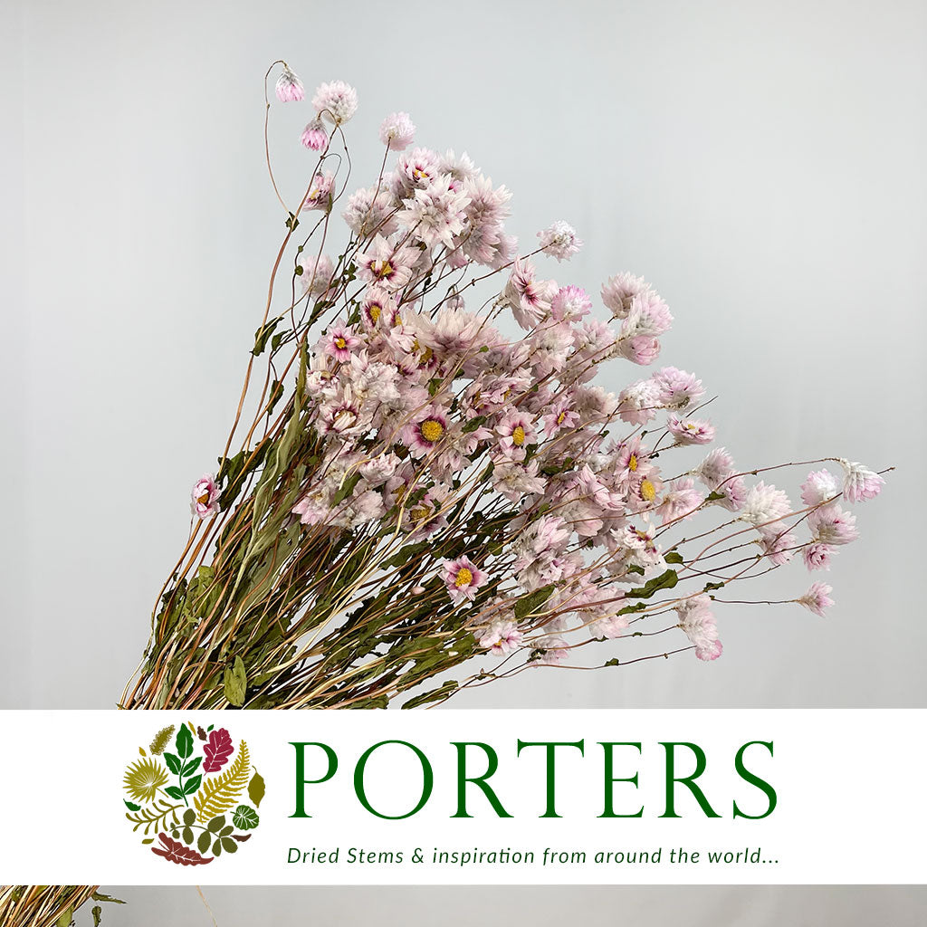 Rodanthe Flower DRY Natural Pink