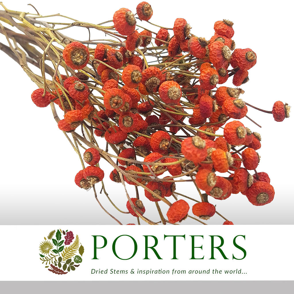 Rose Hips &#39;Dried&#39; (x10)
