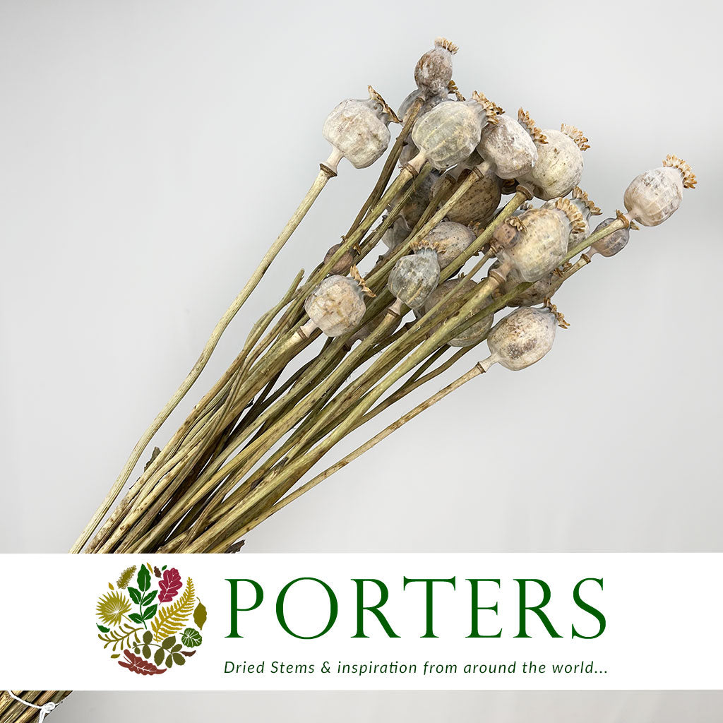Poppy &#39;Heads&#39; (Natural) (Various Sizes) (DRY)