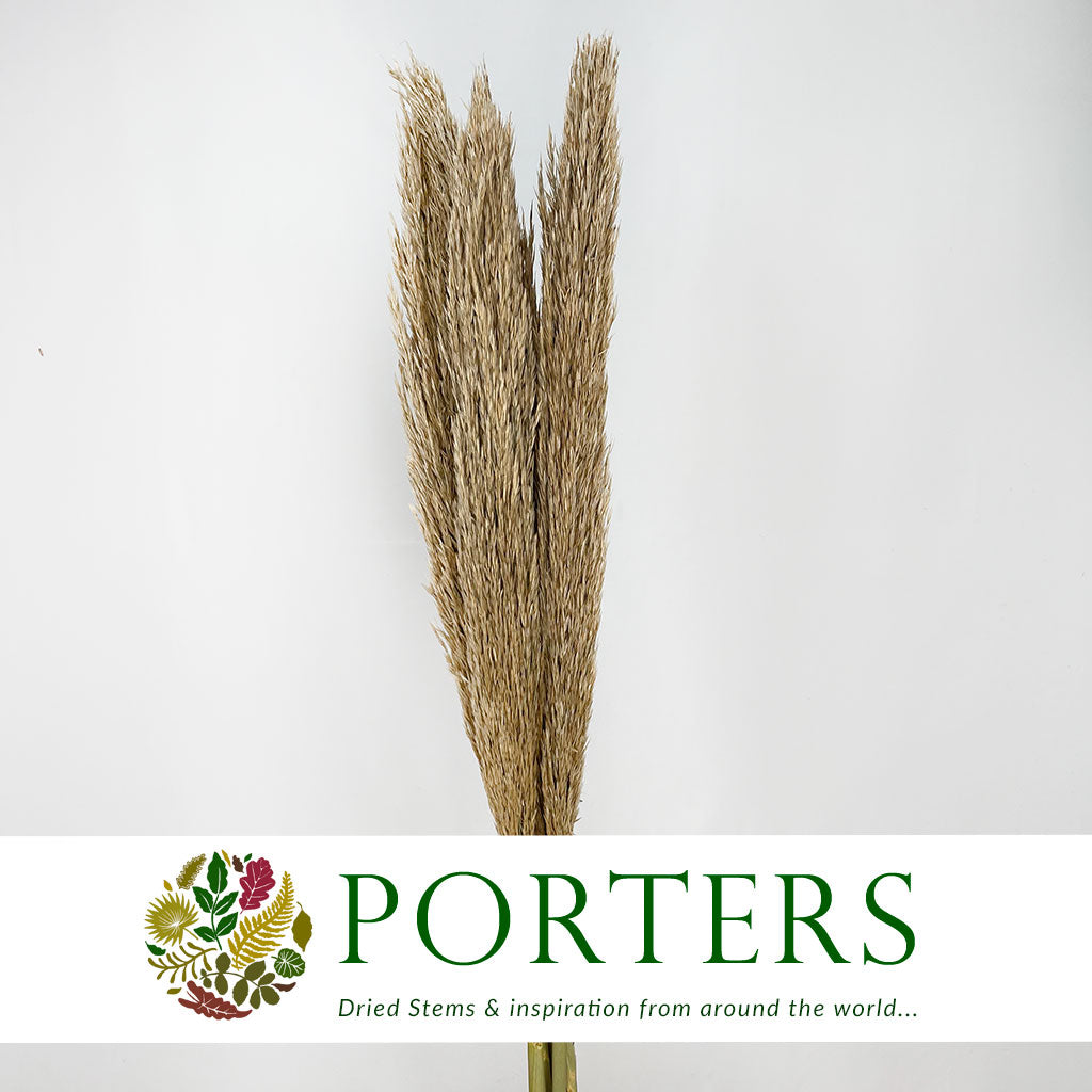 Pampas &quot;Reed Grass&quot; Natural DRY &quot;Premium Quality&quot; (x5)