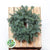 10in 'Blue Pine' Wreath (25cm) (Mossed)