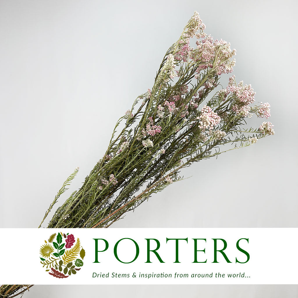 Rice Flower &#39;Pink&#39; (DRY)