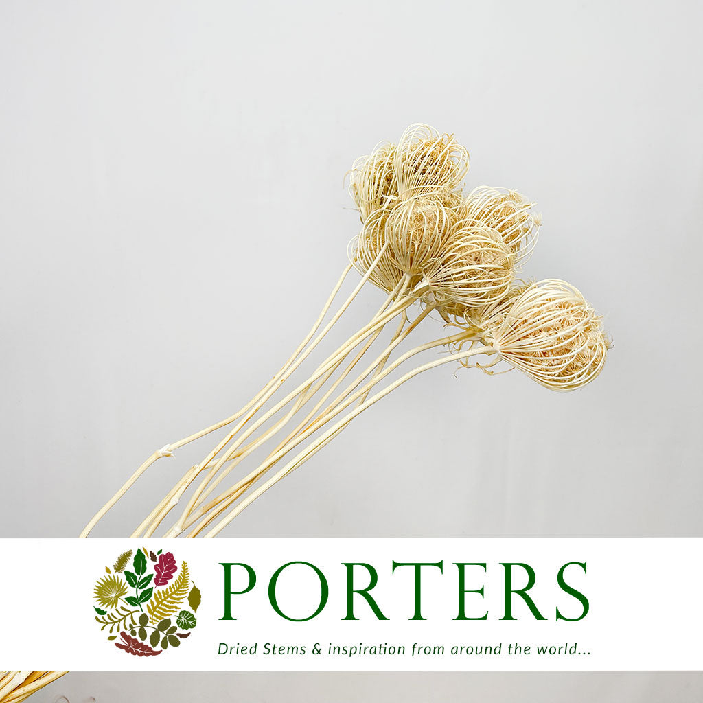 Ammi &#39;Dill&#39; (Bleached) (DRY) 55cm (x5) (Various Sizes)