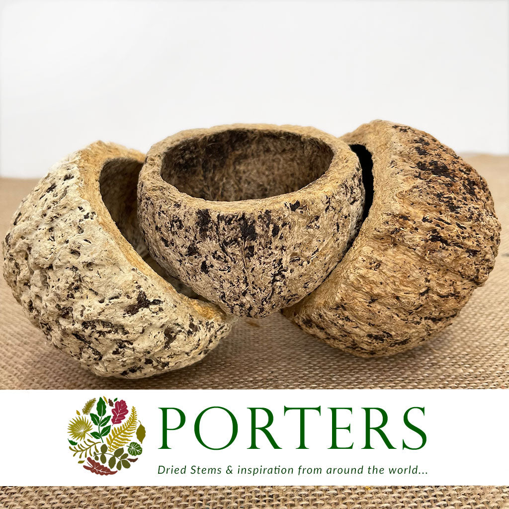 Coconut &#39;Ourico&#39; (Bleached) (DRY) (D10cm)