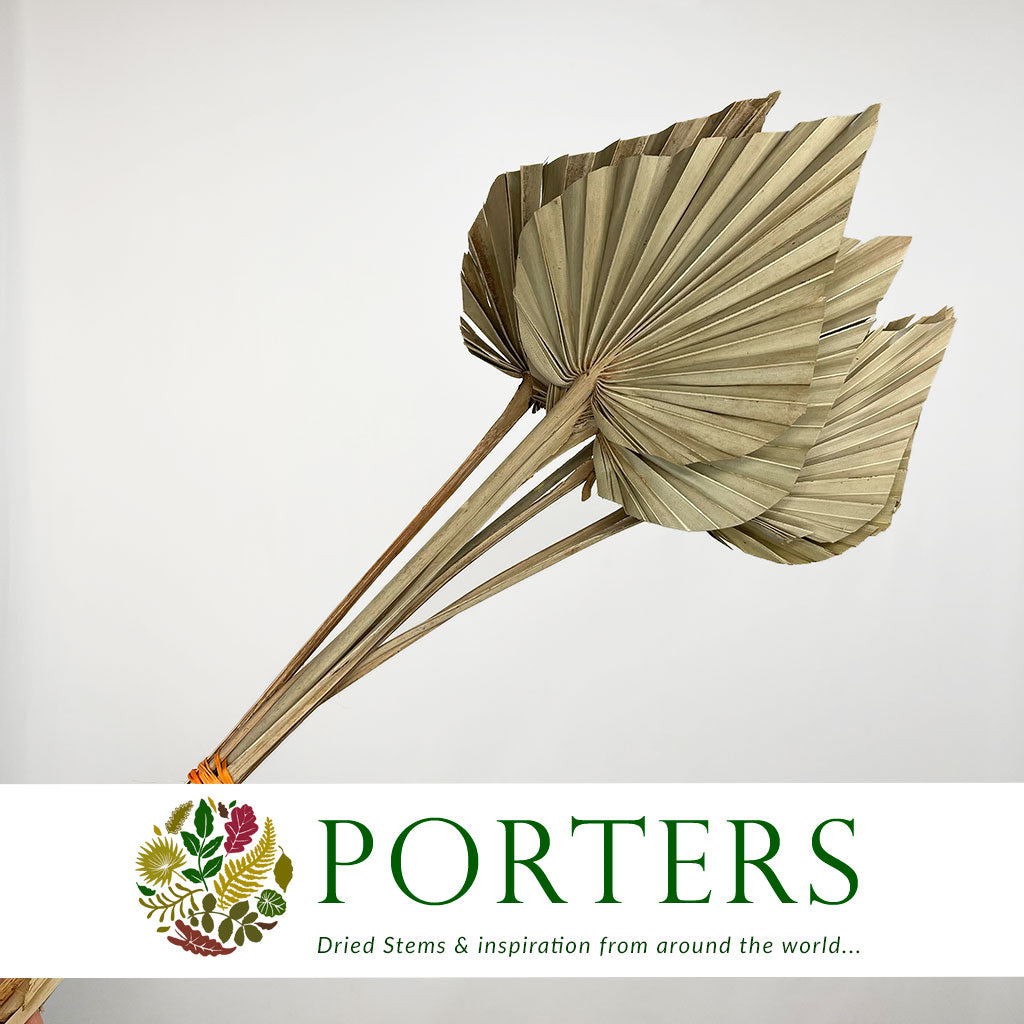 Palm &#39;Spear Palm&#39; Natural (DRY) (Various Sizes)