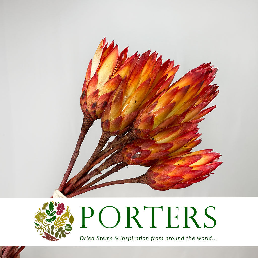 Protea &#39;Repens&#39; (Red) DRY Preserved (x10)