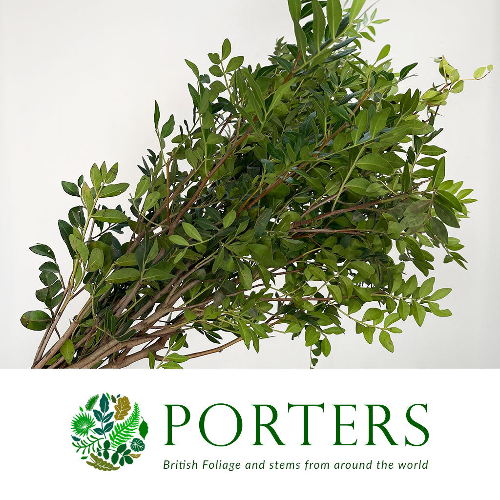 Pistache &#39;Italian&#39; (Various Sizes)