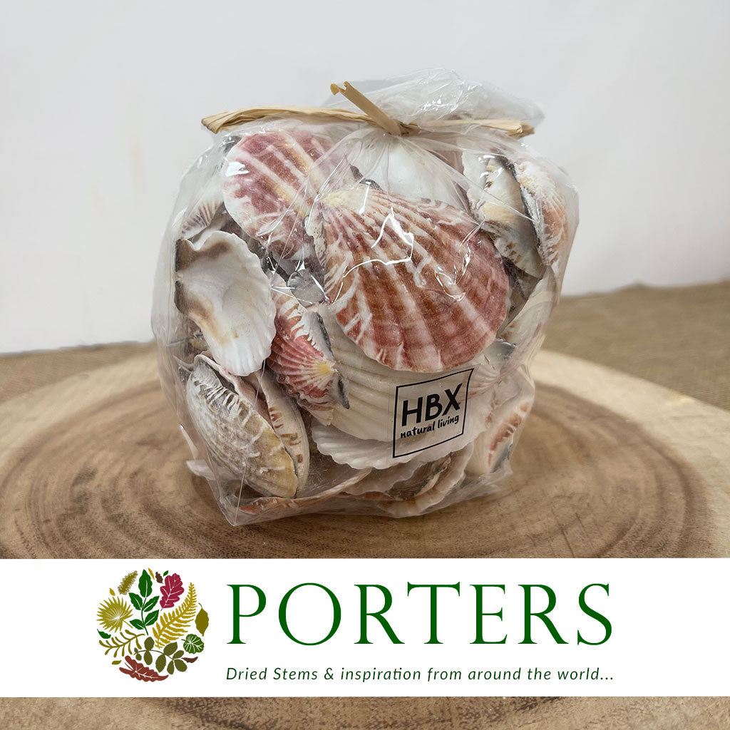 Shells Pecten Vexillum Small Bag