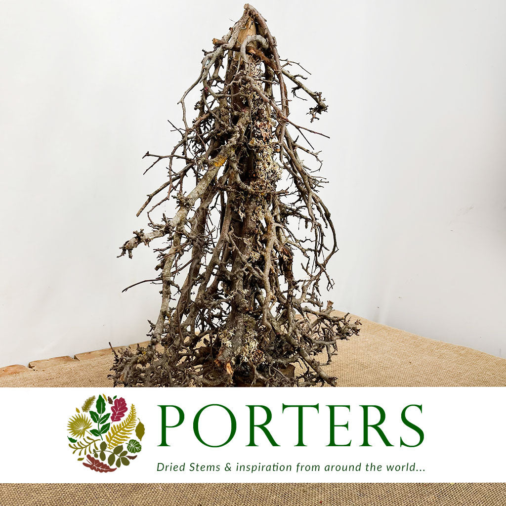 dried bonsai tree Bonsai 'Tree' (DRY) 60cm