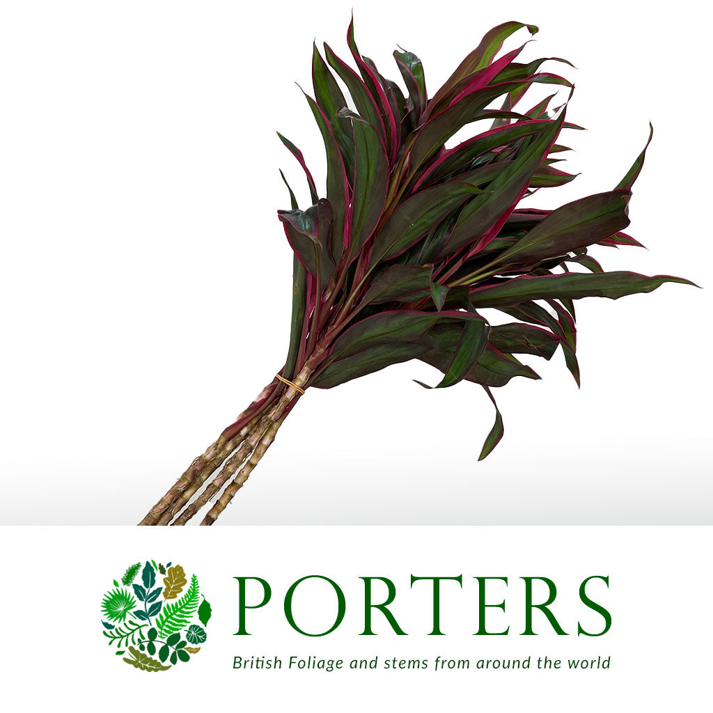 Cordyline Tips &#39;Baby Doll&#39; 60cm (x5)