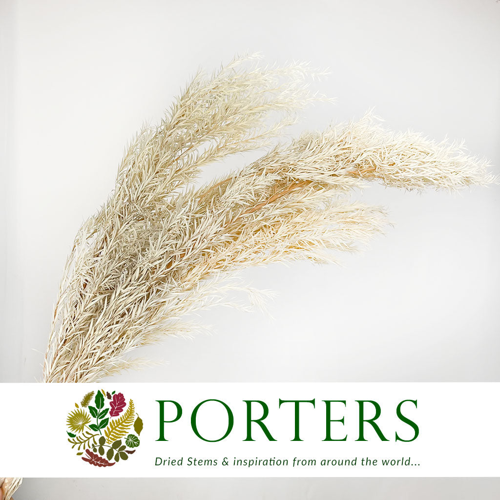 Grass &#39;Melaleuca Bracteatan&#39; (Bleached) (DRY) 70cm (x4)