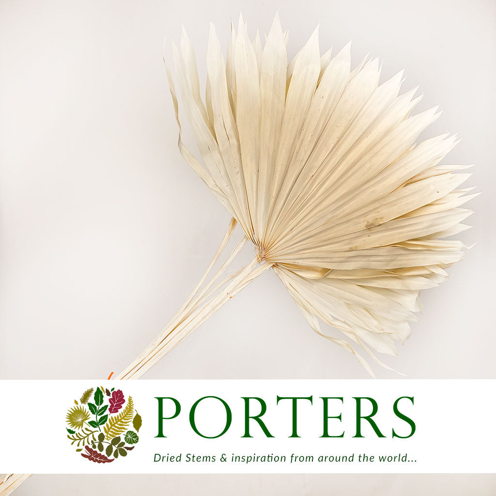 Palm &#39;Fan Palm&#39; (Bleached) (DRY) 55cm (x6)