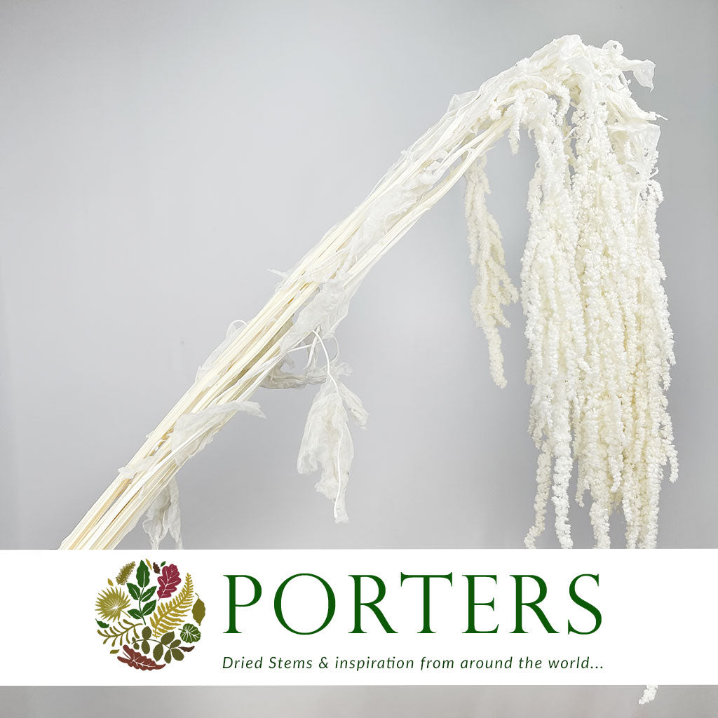 Amaranthus &#39;Trailing&#39; (Bleached)