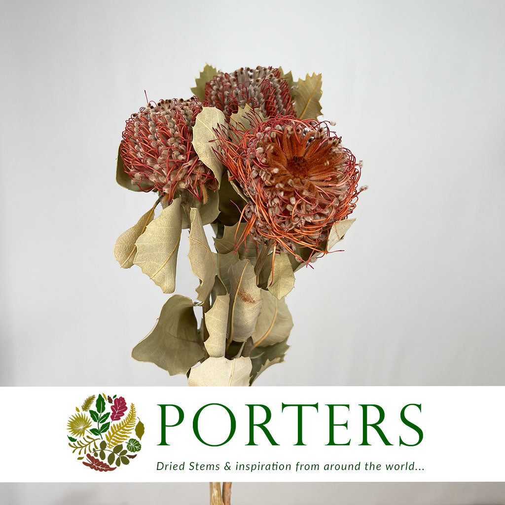Protea &#39;Banksia&#39; (Coccinea) (DRY) (x3)