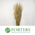 Grass 'Pampas' (Fresh) (Wild) (x25 Approx)