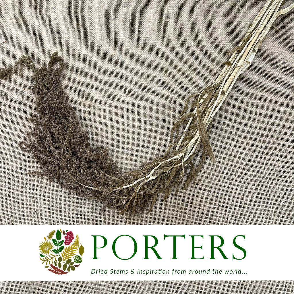 Amaranthus &#39;Trailing&#39; (Natural Brown)