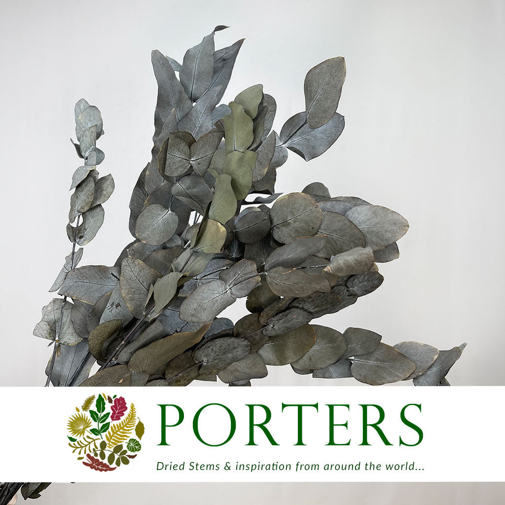 Eucalyptus &#39;Cineria&#39; (Presserved) (Green) (DRY) (150g)