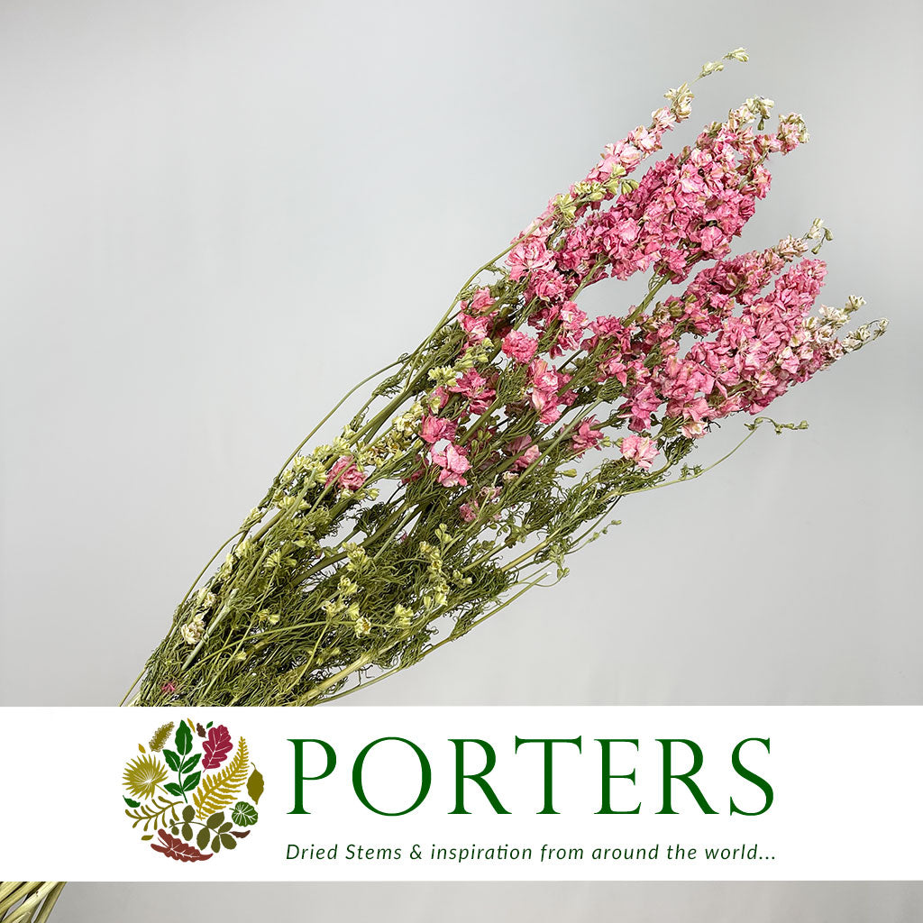 Delphinium &#39;Flowers&#39; (Natural Pink) (DRY)