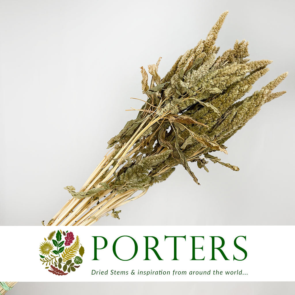 Amaranthus &#39;Flower&#39; (Natural Green) (DRY) 50cm