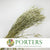 Grass 'Oats' (Avena) (DRY)