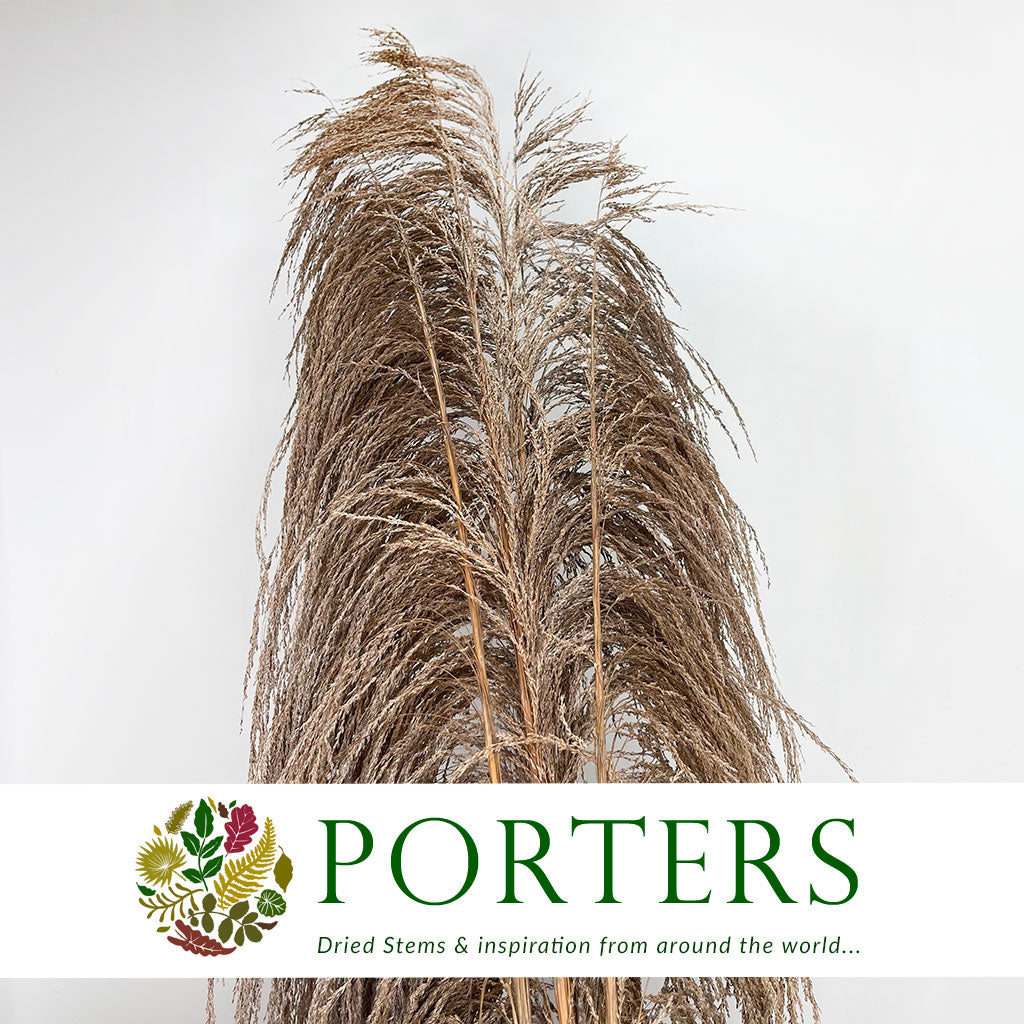 Grass &#39;Pampas&#39; (Uva Stalk) (Natural) DRY 220cm (x5)