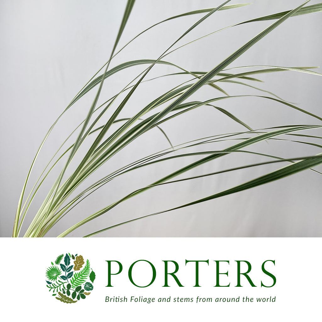 China Grass (Variegated Liriope) 70cm (x25)