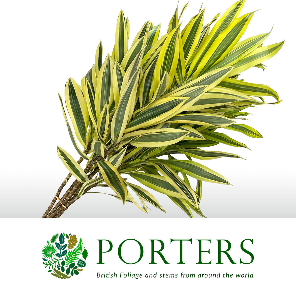 Dracena reflexa &#39;Song of India&#39; 60cm (x5)