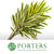 Dracena reflexa 'Song of India' 60cm (x5)